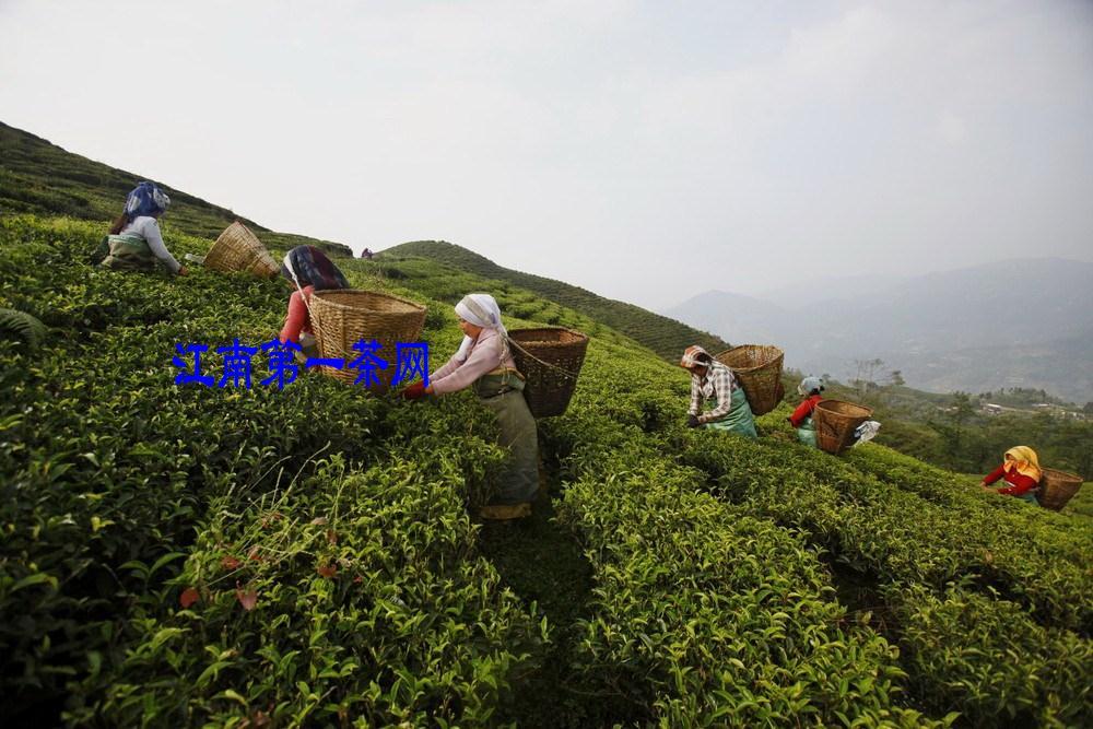 茶叶产地